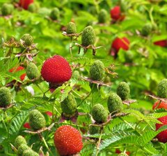 Малина тибетская