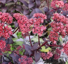 Седум телефиум 'Emperor Waves'