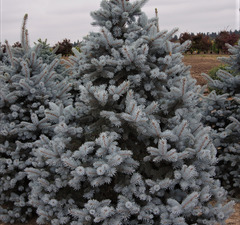 Ель колючая 'Hoopsii' 