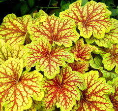 Гейхера гибридная 'Electra' 