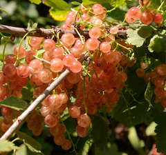 Смородина розовая "Голландская"