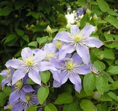 Клематис крупноцветковый 'Justa'
