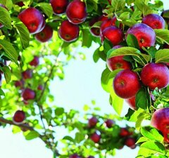 Яблоня мультидерево 