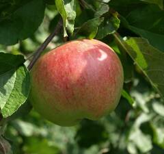 Яблоня "Штрейфлинг"