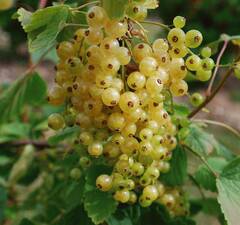 Смородина белая "Смольяниновская"