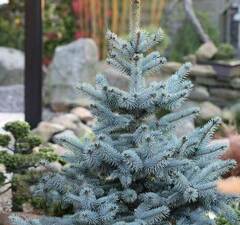 Ель колючая 'Blue Mountain' 