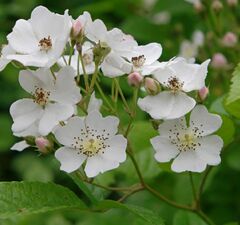 Роза многоцветковая 'Multiflora' 