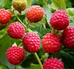 Малина "Мишутка"