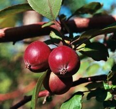 Яблоня "Недзвецкого"