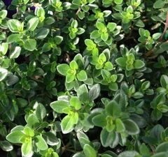 Тимьян лимоннопахнущий 'Mystic Lemon'