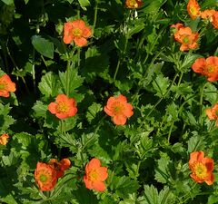 Гравилат коралловый 