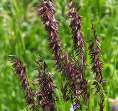 Перловник высокий 'Atropurpurea'