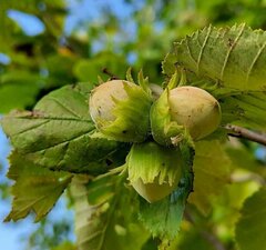 Орех Фундук