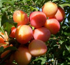 Шарафуга "Белла Голд" 