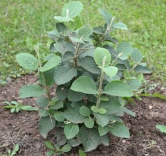 Калина гордовина 'Viburnum Lantana' рис.0