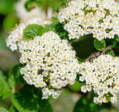 Калина гордовина 'Viburnum Lantana' рис.1