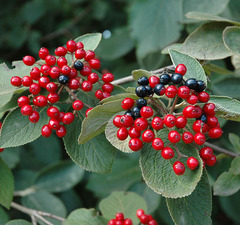 Калина гордовина 'Viburnum Lantana' рис.2