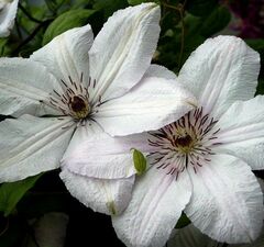 Клематис крупноцветковый 
