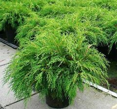 Микробиота перекрестнопарная 'Celtic Pride'