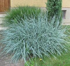 Элимус песчанный