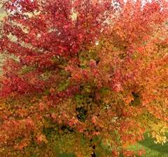 Клен красный 'Burgundy Belle' 