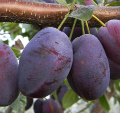 Слива "Волат"