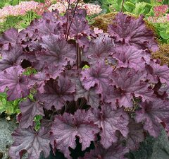 Гейхера гибридная 