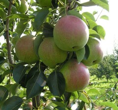 Груша "Россошанская красивая"