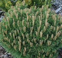 Сосна горная 'Hnizdo'