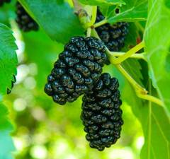 Шелковица "Украинская" 