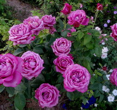 Роза чайно-гибридная 'Claude Brasseur'