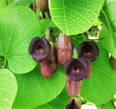 Кирказон маньчжурский 