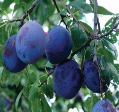 Слива "Чернослив Адыгейский"