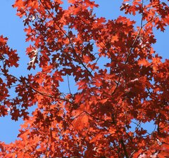 Дуб северный красный 