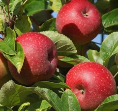 Яблоня колоновидная "Останкино"