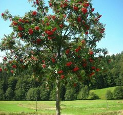 Рябина обыкновенная "Вкусная" 