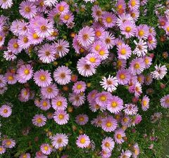 Астра новобельгийская