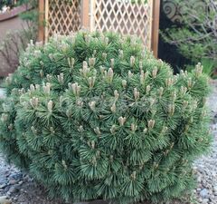 Сосна горная 'Gnom'