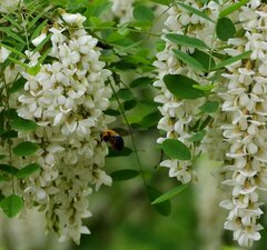 Софора японская 