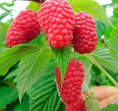 Малина ремонтантная