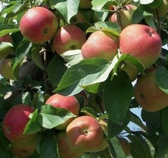 Яблоня "Ветеран"