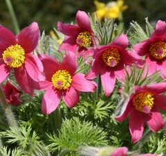 Прострел обыкновенный