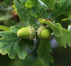 Дуб черешчатый