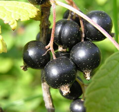 Смородина черная "Сибилла"