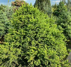 Ель обыкновенная 'Ohlendorffii' 