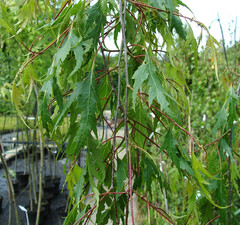 Береза обыкновенная 'Gracilis'