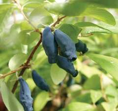 Жимолость съедобная "Соловей"