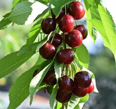 Вишня колоновидная "Кудрявая" 