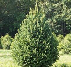 Ель канадская видовая 