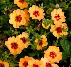 Лапчатка гибридная 'Tonguei' 